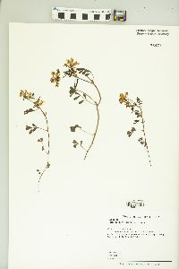 Lotus formosissimus image