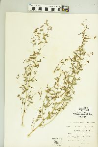 Lotus unifoliolatus var. unifoliolatus image