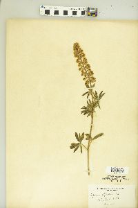 Lupinus alpestris image