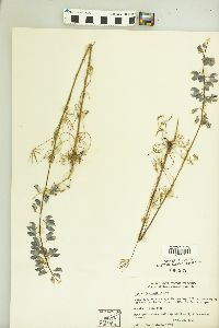 Lupinus benthamii image