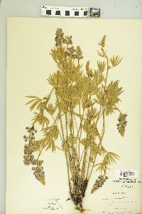 Lupinus caudatus image