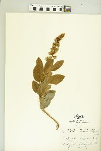 Lupinus diffusus image