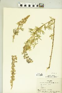 Lupinus formosus var. robustus image