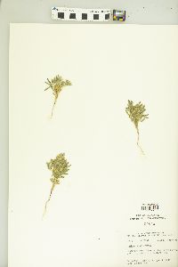 Lupinus kingii image