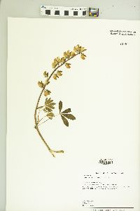 Lupinus latifolius image