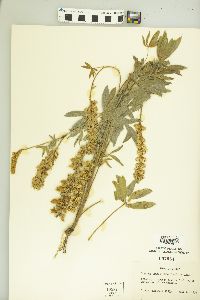Lupinus leucophyllus var. belliae image