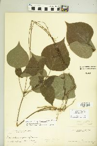 Desmodium grandiflorum image