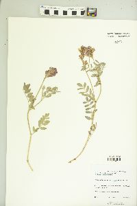 Hedysarum boreale var. boreale image