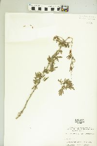 Havardia sonorae image