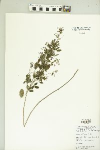 Lespedeza violacea image