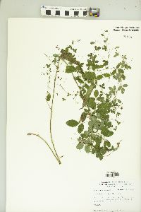 Lespedeza violacea image