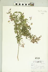 Lespedeza violacea image