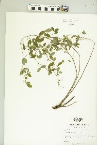 Lespedeza violacea image