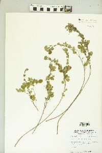 Lespedeza violacea image