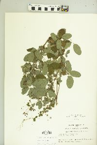 Lespedeza violacea image