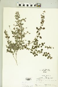 Lespedeza violacea image