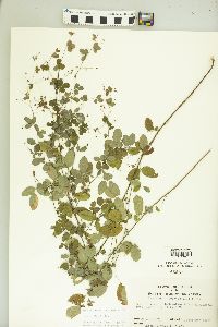 Lespedeza violacea image