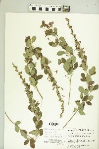 Lespedeza thunbergii image