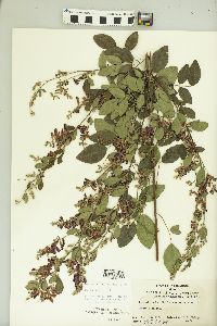 Lespedeza thunbergii image