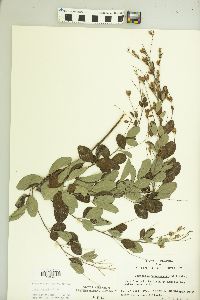 Lespedeza thunbergii image