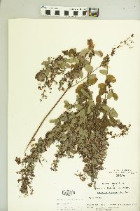 Lespedeza stuevei image