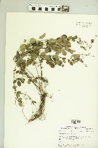 Lespedeza procumbens image