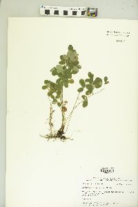 Lespedeza procumbens image