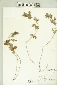 Lespedeza procumbens image