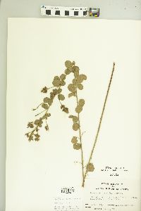 Lespedeza hirta image