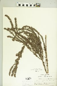 Lespedeza cuneata image