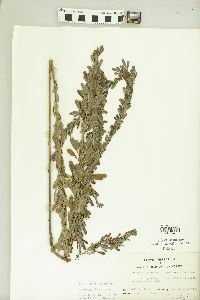 Lespedeza cuneata image