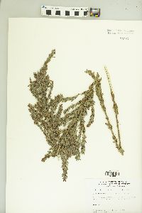 Lespedeza cuneata image