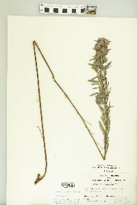 Lespedeza capitata image