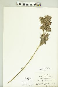 Lespedeza capitata image