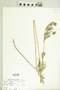 Lespedeza capitata image