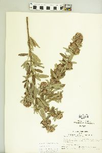 Lespedeza capitata image