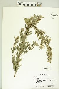 Lespedeza capitata image