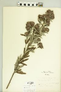 Lespedeza capitata image