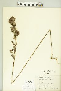 Lespedeza capitata image