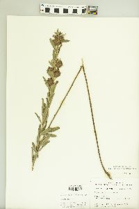 Lespedeza capitata image