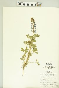 Lupinus texensis image