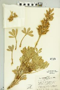 Lupinus peirsonii image