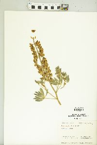 Lupinus plattensis image