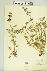 Lupinus nanus image