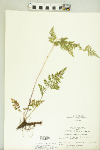 Cystopteris protrusa image