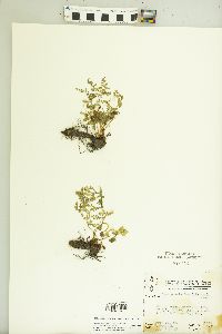 Cystopteris protrusa image