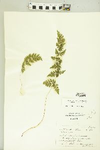 Cystopteris × tennesseensis image