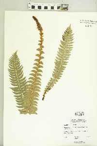 Polystichum lonchitis image