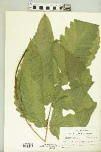 Tectaria heracleifolia image