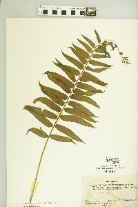 Athyrium pycnocarpon image